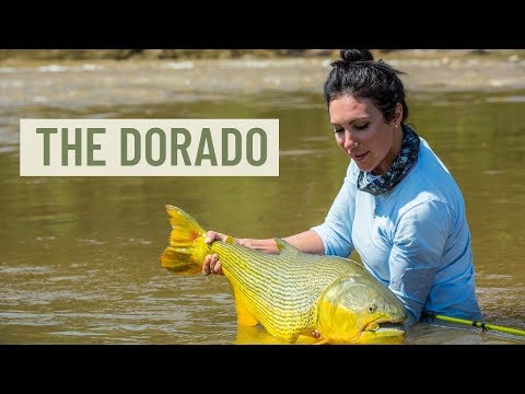 Видео: Дорадо