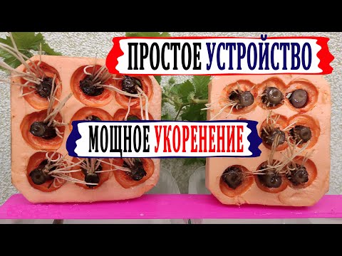 Видео: 🍇 Простое устройство ДЛЯ УКОРЕНЕНИЯ НА ВОДЕ. Черенки винограда через 3 недели мощно обрастут корнями