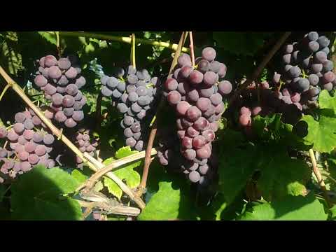 Видео: Обзор виноградника на конец августа 2022