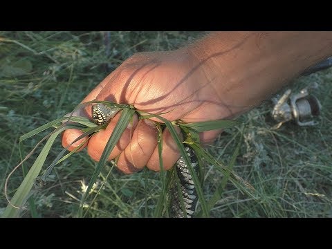 Видео: Рыбалка.ЗМЕЯ в садке.ШОК! Ловля толстолоба (снасти , рецепт каши). My fishing