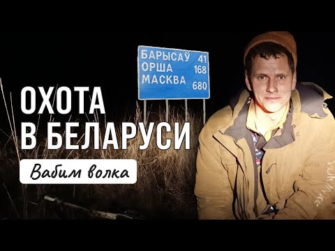 Видео: Охота на волка на вабу. Взяли вожака на третью ночь.