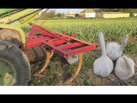 Видео: Культивация чеснока. Обзор "воздушки"