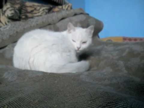 Видео: alfaro - скучный