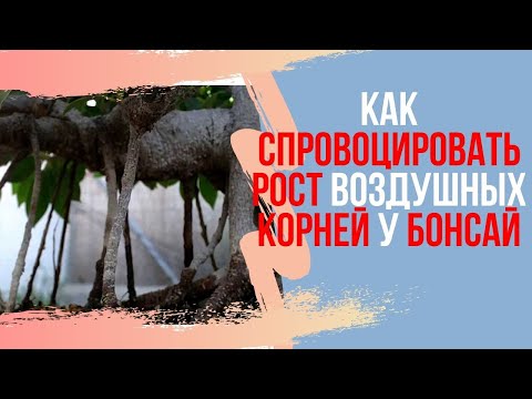 Видео: Как спровоцировать рост воздушных корней у фикуса двумя разными способами