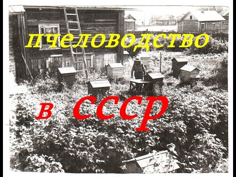 Видео: Фильмы СССР о Пчеловодстве  Пчеловодство для начинающих