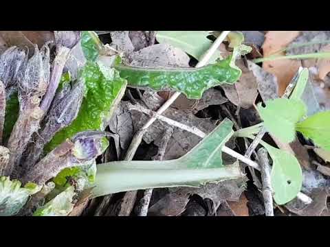 Видео: Мандрагора лекарство кабанов.Mandrake is the medicine of wild boars.