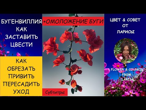 Видео: КАК ЗАСТАВИТЬ БУГЕНВИЛЛИЮ ЦВЕСТИ | Как обрезать бугенвиллию видео