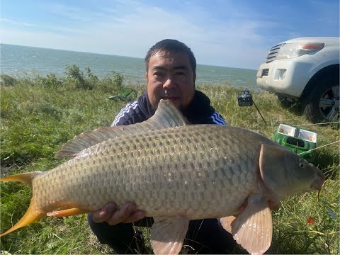 Видео: CarpFishing/Озеро Малый Таранқөл/Дикий Сазан/