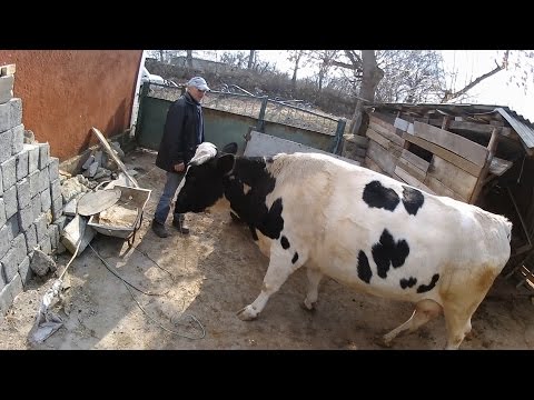 Видео: Лечение коровы с гипотонией преджелудков (село).