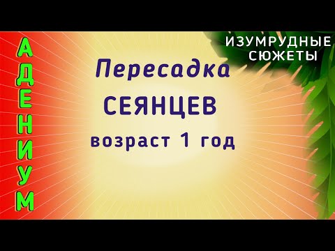 Видео: Адениум Выращивание.  Пересадка Сеянцев В Год.