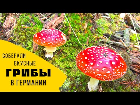 Видео: ЕСТЬ ЛИ В ГЕРМАНИИ СЪЕДОБНЫЕ ГРИБЫ 🍄🤔