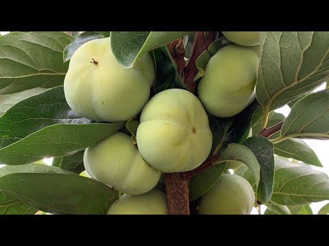 Видео: #хурма дерево сад, багато сортове дерево.