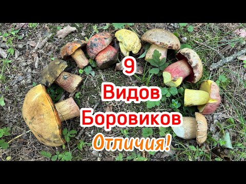 Видео: Gribnik в эфире!Дубовики,Сатанинский,Белый,Королевский,Прекрасный,Фехтнера!Сравнение-Съедобность