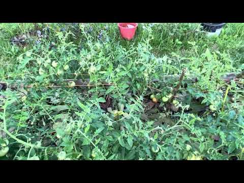 Видео: Листя грецького горіху від фітофтори