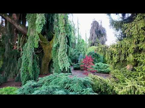 Видео: Что кроется за елью Iseli Fastigiata?