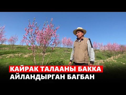 Видео: Кайрак талааны бакка айландырган багбан