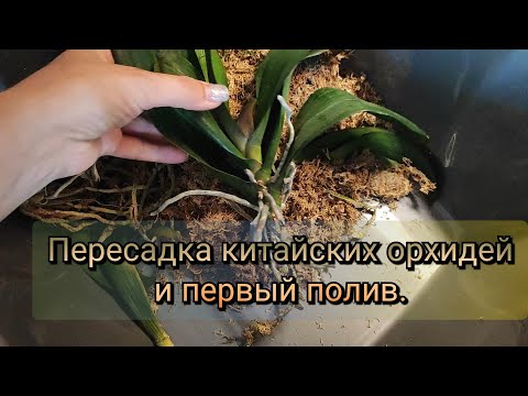 Видео: Пересадка китайских орхидей и первый полив#обзор#2025#original#plants#flowers 