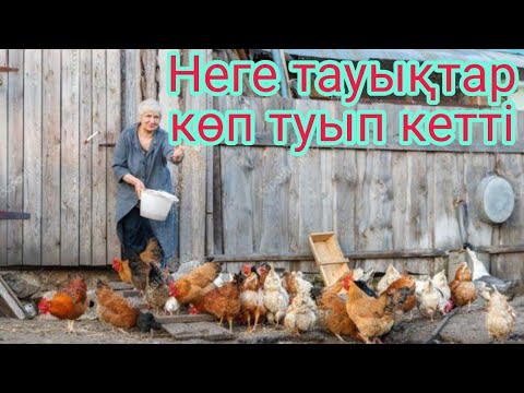 Видео: Тауығыңыз жұмыртқа көп тусын десеңіз ...