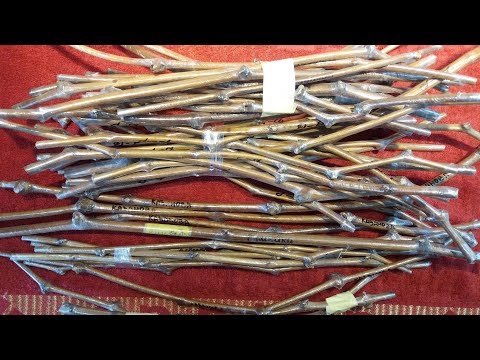 Видео: Отличный способ хранение черенков