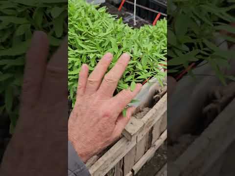 Видео: Повдигнати лехи - как правилно да ги направим.