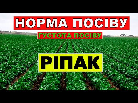 Видео: Яка Норма висіву ріпаку?Густота висіву ріпаку.Скільки потрібно кілограм ріпаку на гектар?