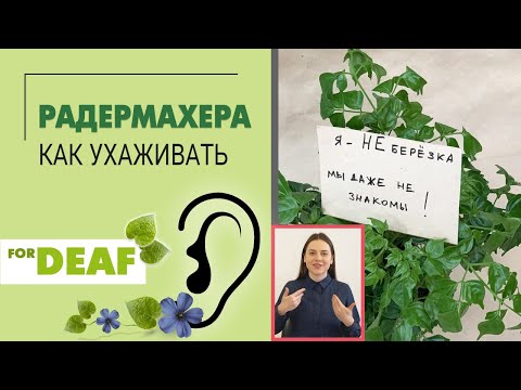Видео: Радермахера { СУРДОПЕРЕВОД } Простой комнатный цветок с непростым названием  - как ухаживать