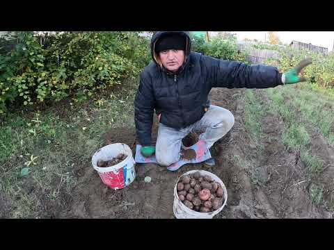 Видео: Урожай, пролетает снег. Последний дачный влог 02.10.2024 год. Дача 4 сотки Западная Сибирь.