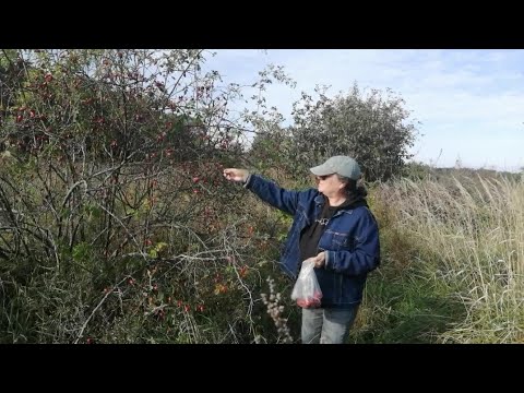 Видео: Октябрьский влог. Часть 2.Едем в поля.