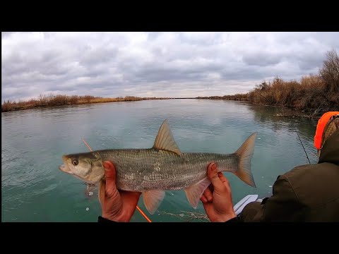 Видео: МАРТОВСКИЙ ЖЕРЕХ. клёвая весенняя рыбалка.