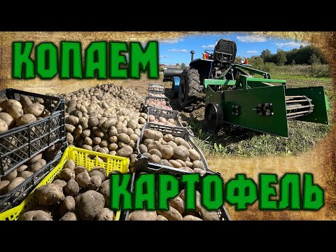 Видео: Копаю картофель минитрактором и транспортёрной картофелекопалкой.