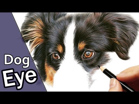 Видео: Как нарисовать РЕАЛИСТИЧНЫЙ собачий глаз цветными карандашами