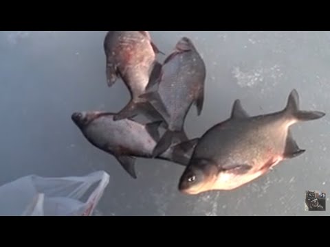 Видео: Как ловить ЛЕЩА зимой? Ловя крупного Леща зимой. Снасти и методы лови.