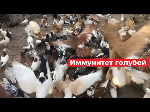 Видео: Несколько слов об иммунитете голубей