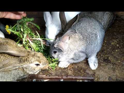 Видео: Самый Дешёвый способ кормления Кроликов!!!