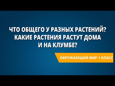 Видео: Что общего у разных растений? Какие растения растут дома и на клумбе?