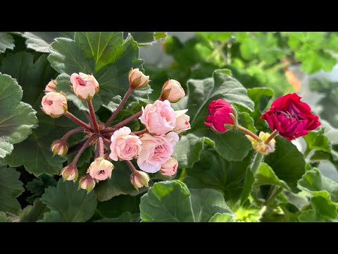 Видео: 23.10.23 Новинки пеларгоний в моей коллекции, посылки этой осени.