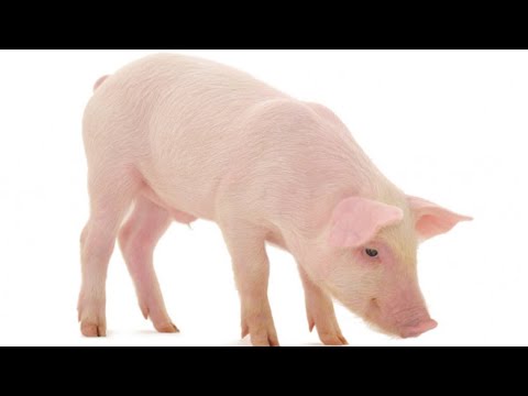 Видео: МЕГА Опыт.  "Свиноводство".