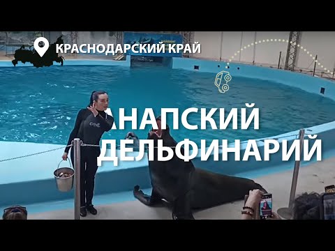 Видео: Анапский дельфинарий. г. Анапа, Ноябрь, 2023 г.