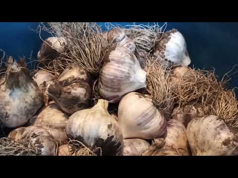 Видео: Осенние посадки 