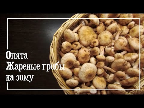 Видео: Опята / Жареные грибы на зиму / Проще Простого