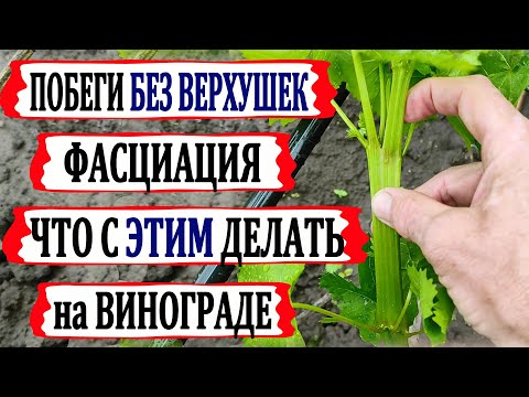 Видео: 🍇 Побеги без растущей верхушки! Как получить из них нормальные побеги. И немного за ФАСЦИАЦИЮ.
