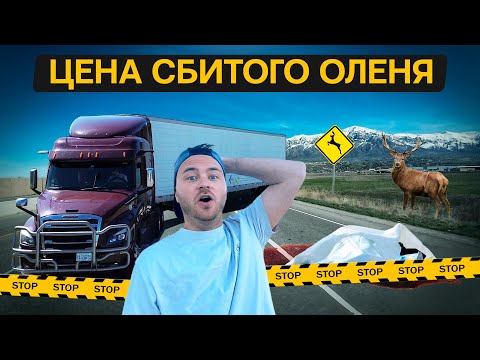 Видео: Сколько стоит сбить оленя/Рынок пошел вверх