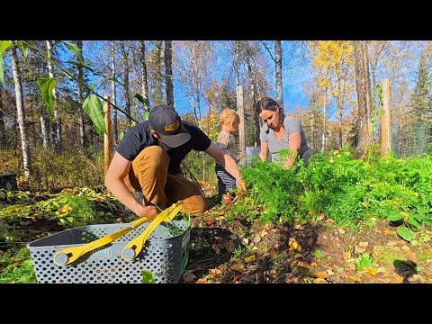 Видео: Приводим в порядок дом перед рождением ребёнка | Лесопилка + Сбор урожая в саду
