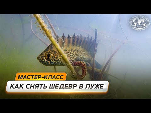 Видео: Секреты подводной съёмки | @Русское географическое общество