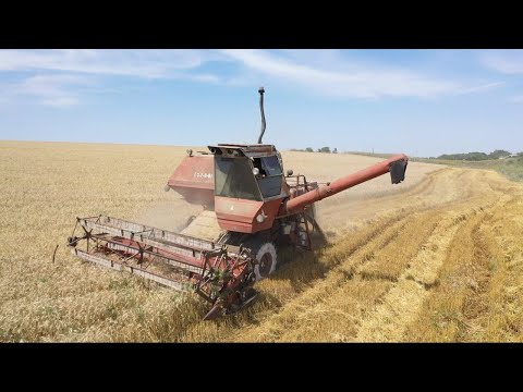 Видео: УБОРКА ПШЕНИЦЫ ЛЕГЕНДАРНЫМ КОМБАЙНОМ НИВА СК-5 УРОЖАЙНОСТЬ 45ц/га