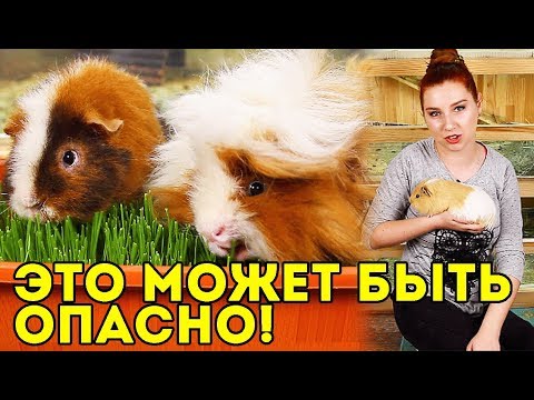 Видео: ОСТОРОЖНО! ЗИМОЙ ЭТО ОПАСНО для Морских Свинок ⛔