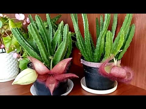 Видео: У меня расцвела Стапелия.