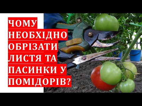 Видео: Чому необхідна обрізка листя та пасинків у помідорів?