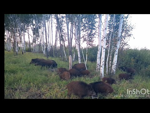Видео: Много кабанов. Козлы во время гона. Молодой барсук. Лесные приключения. 