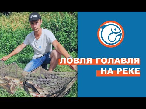 Видео: Ловля голавля на реке. Голавль на фидер. Как поймать голавля? Ловля на фидер на реке.